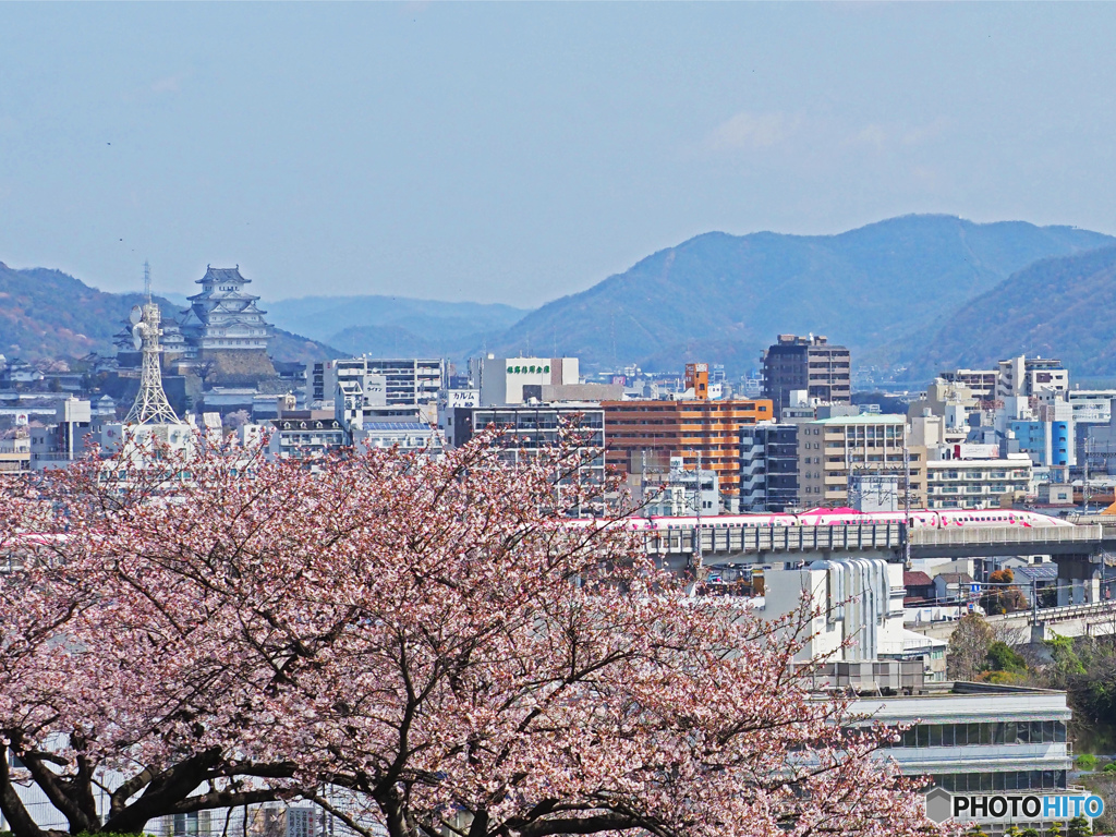 手柄山の桜①