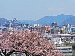 手柄山の桜①