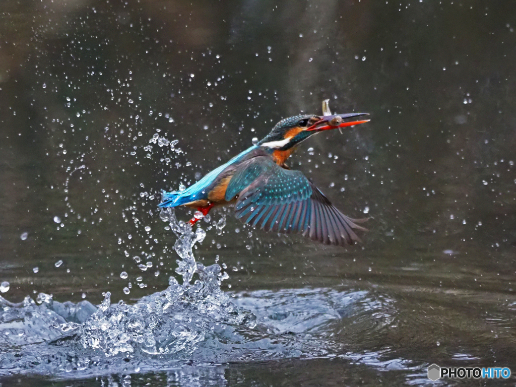 カワセミ　離水Ⅰ