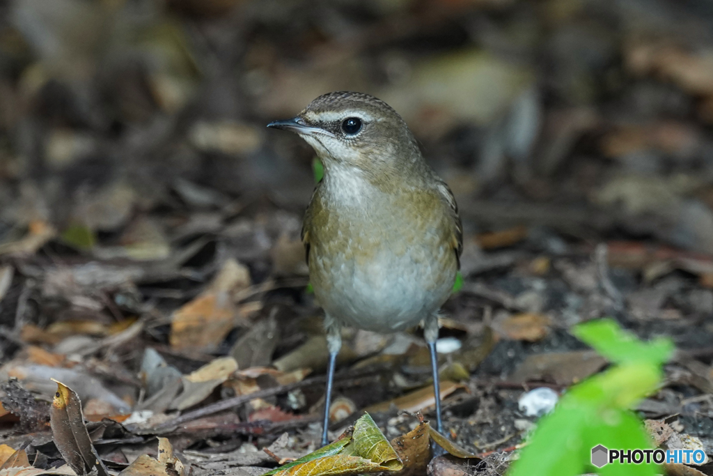 ノゴマ♀