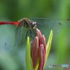 彼岸花とトンボ①