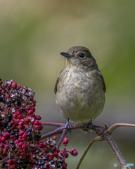 キビタキ♀