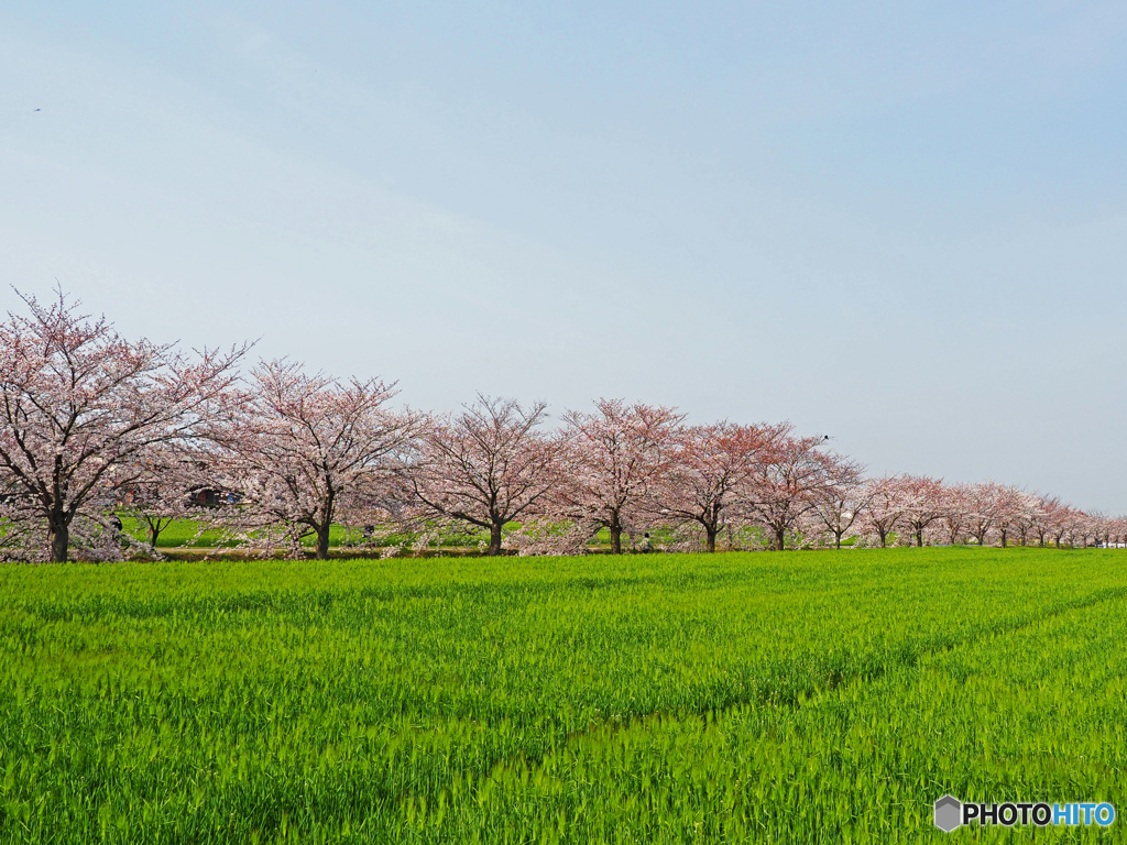 桜並木①