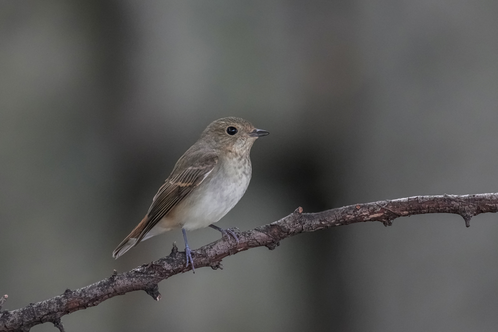 キビタキ♀