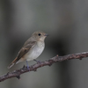 キビタキ♀