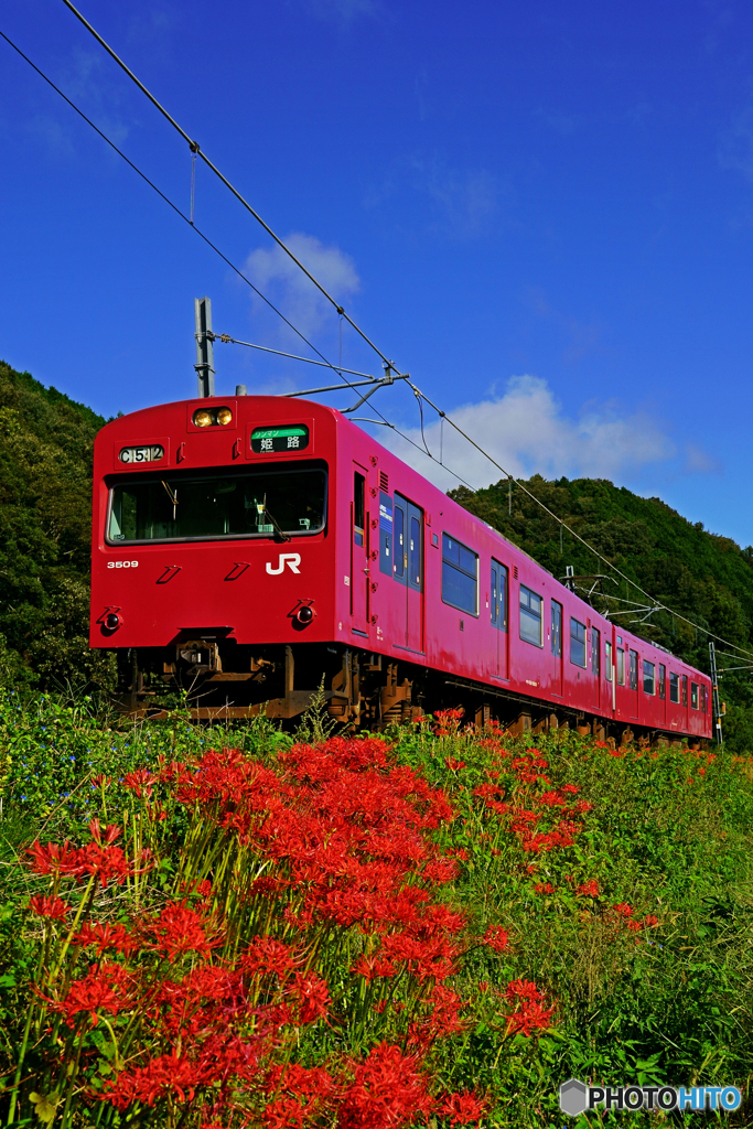 彼岸花と播但線