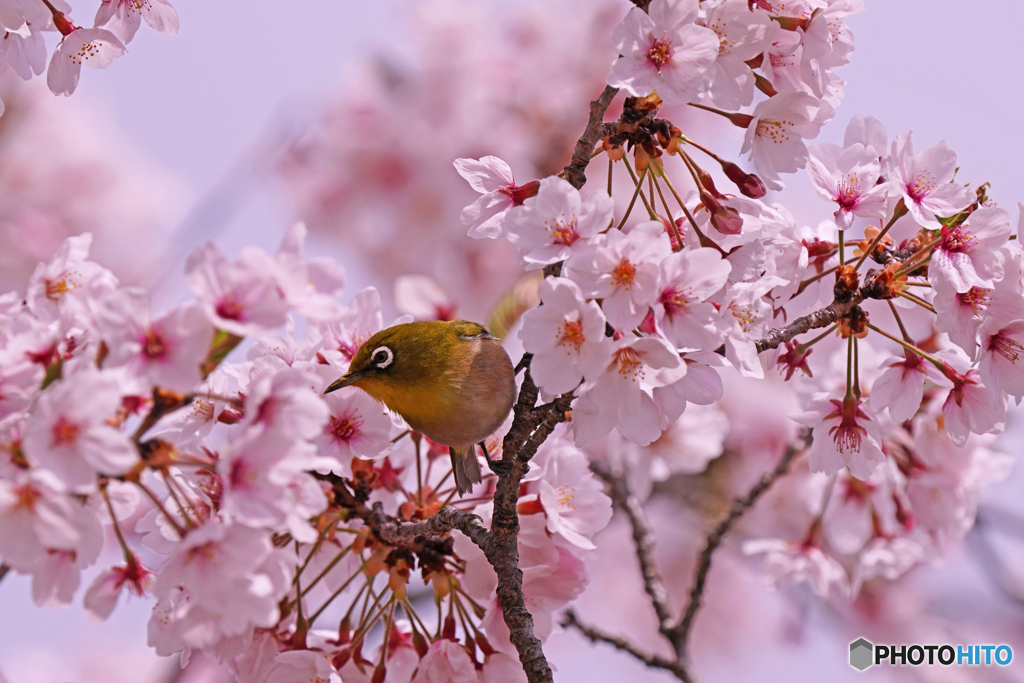 桜ジロー