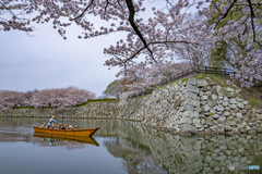 姫路城と桜④