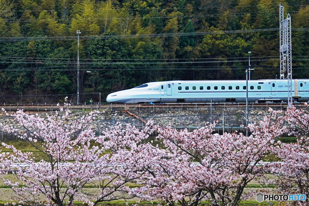 桜と新幹線②
