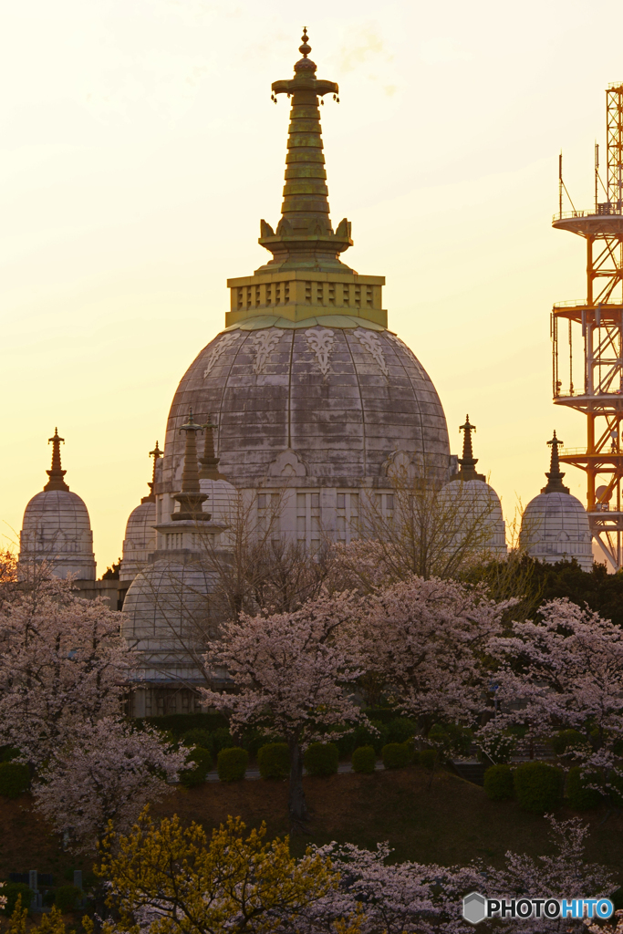 仏舎利塔と桜