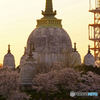 仏舎利塔と桜