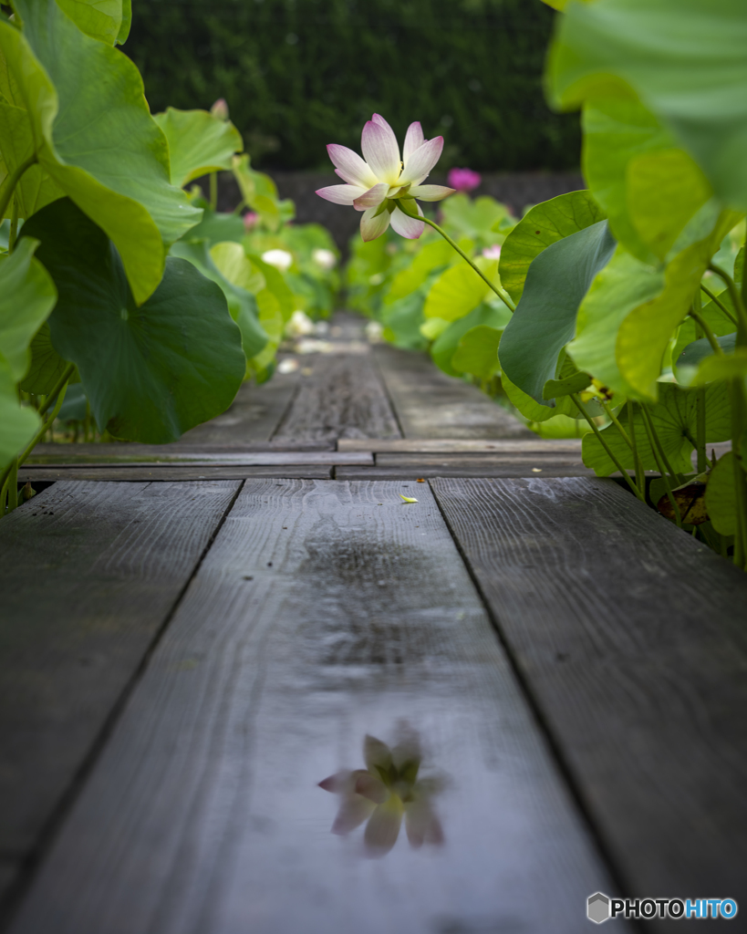 ヤマサ蒲鉾蓮の花苑②