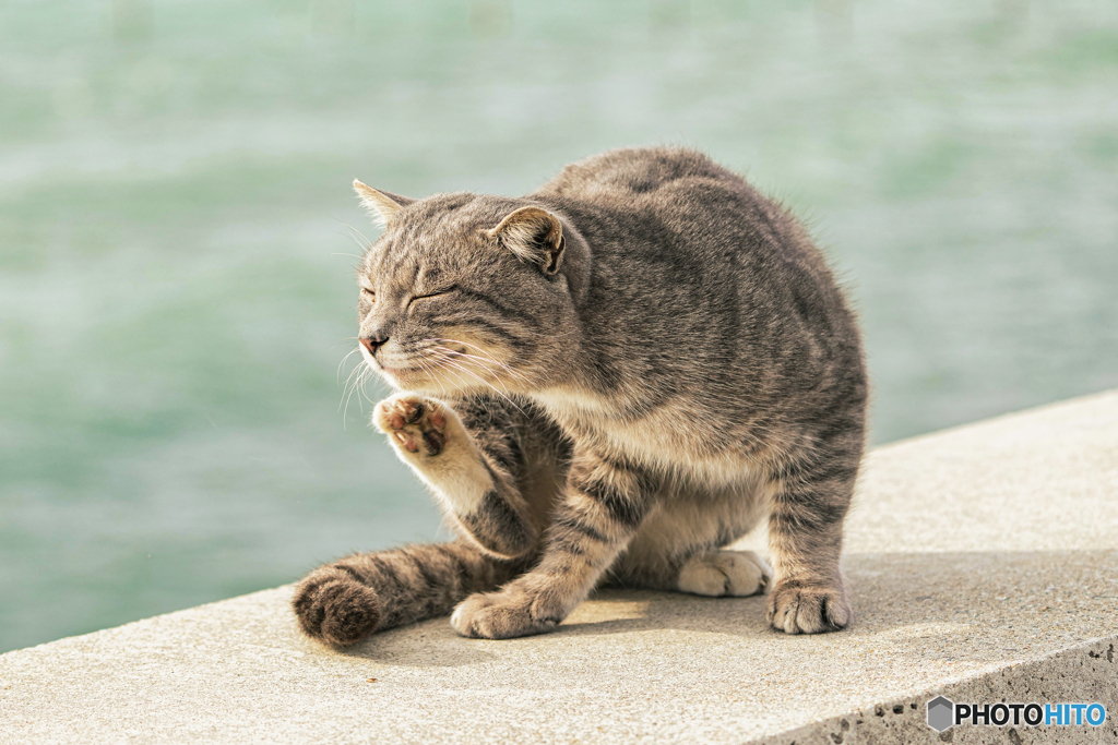 猫