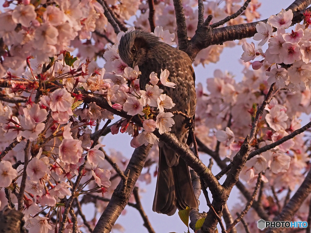 桜ヒヨ