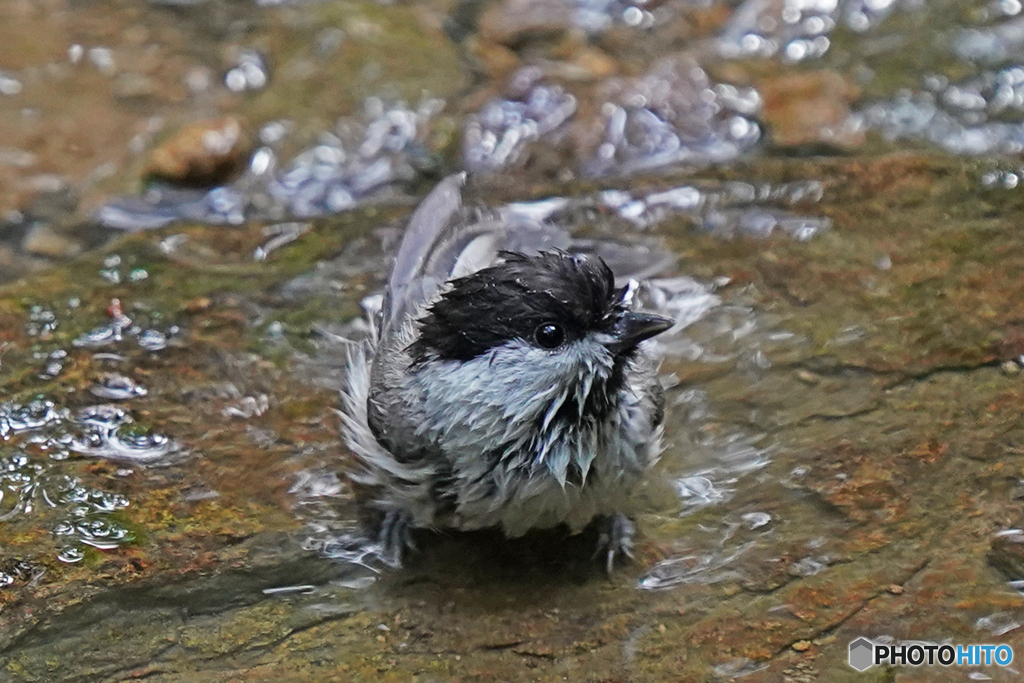 コガラ