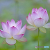 蓮の花③