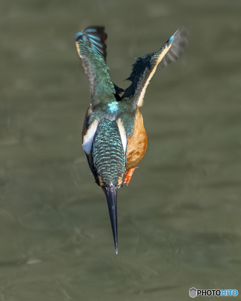 カワセミ②