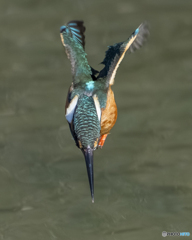 カワセミ②