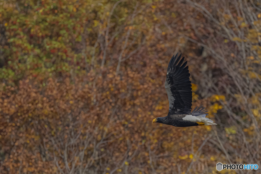 山本山のおばあちゃん①