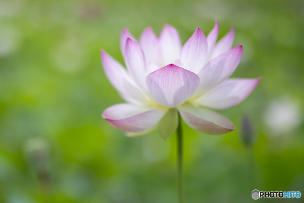蓮の花①