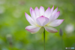蓮の花①