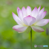 蓮の花①
