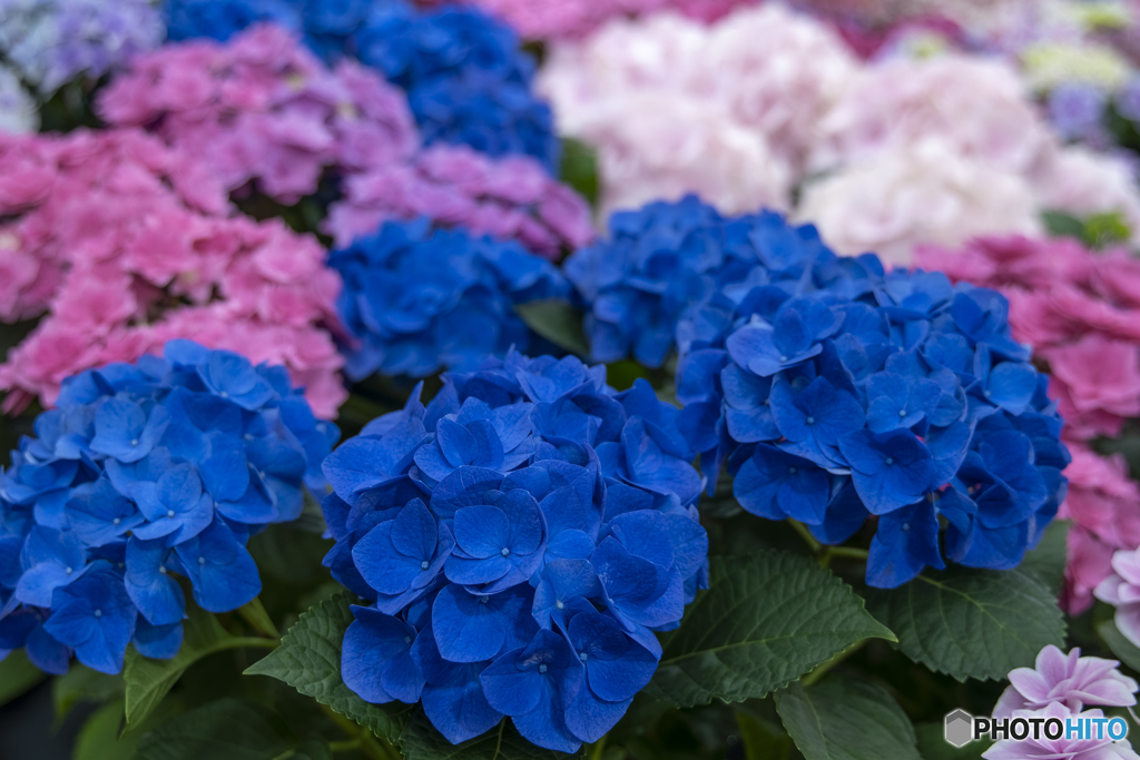 紫陽花②