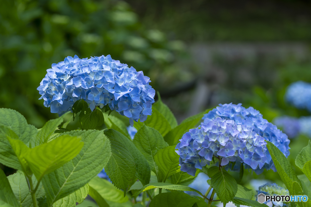 紫陽花