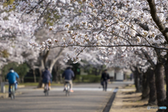 桜②