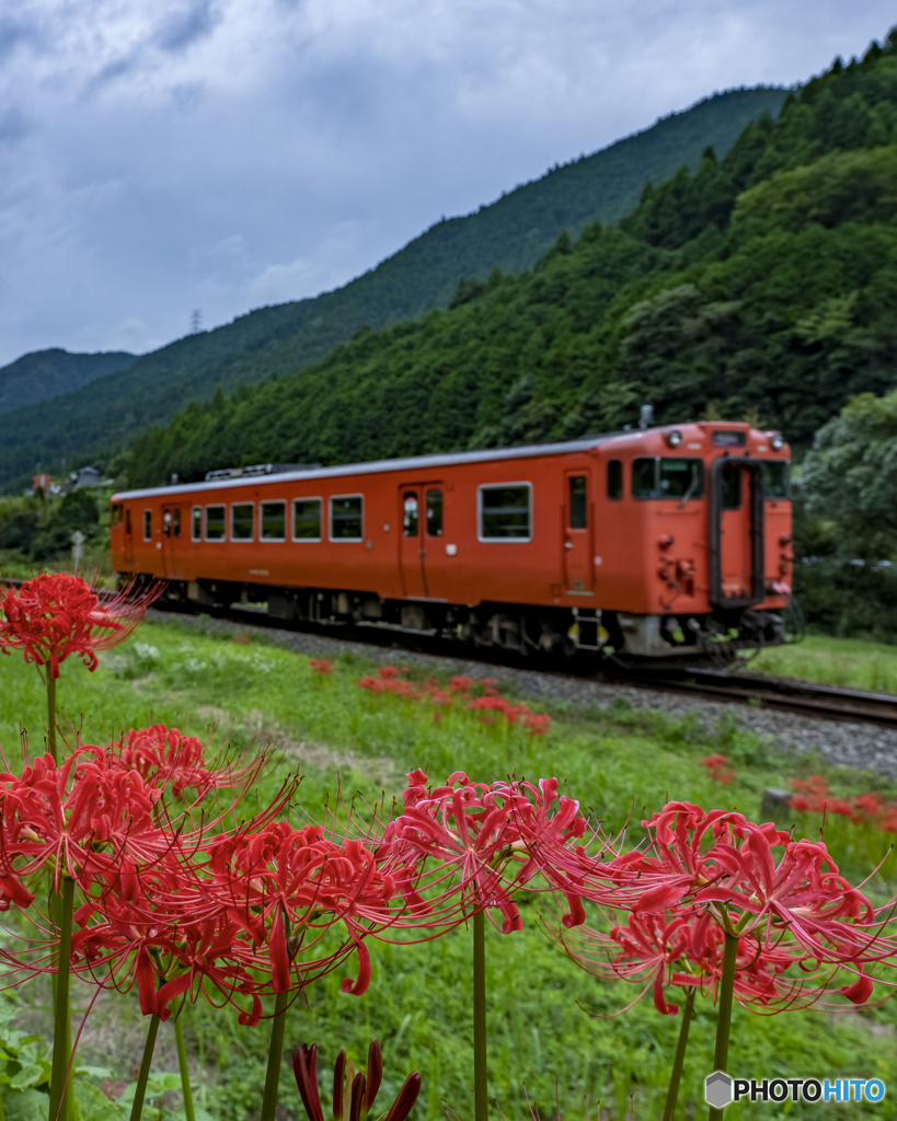 彼岸花と列車④