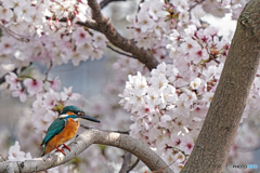 桜カワセミ②