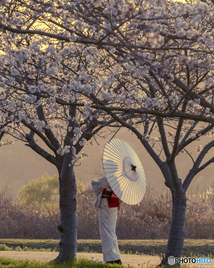 夕暮れの桜