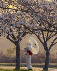 夕暮れの桜