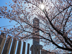 手柄山の桜③