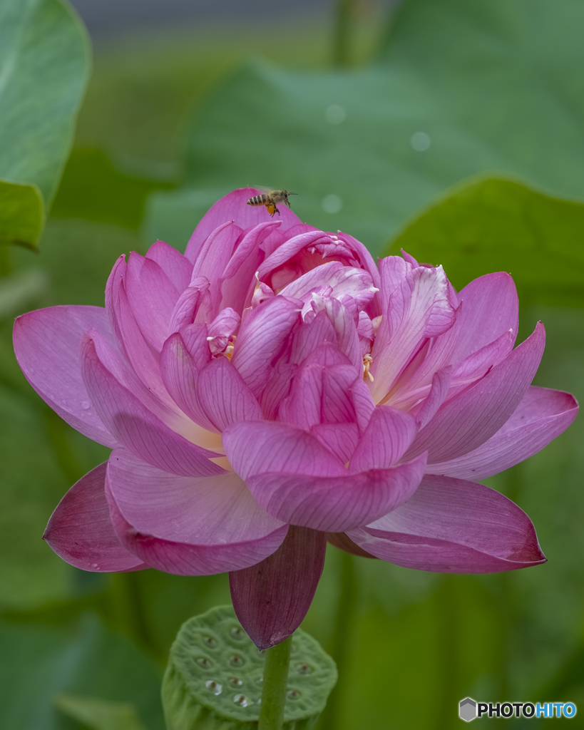 蓮の花②