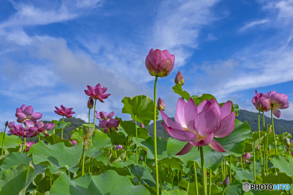 青空と蓮の花②
