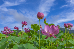 青空と蓮の花②