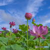 青空と蓮の花②