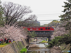 桜と貨物列車