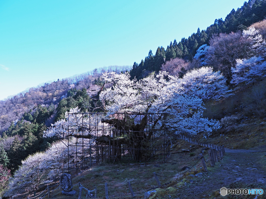 樽見の大桜①