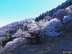 樽見の大桜①