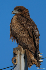 鳶