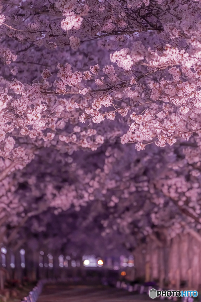 おの桜づつみ回廊