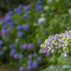金剛寺の紫陽花①