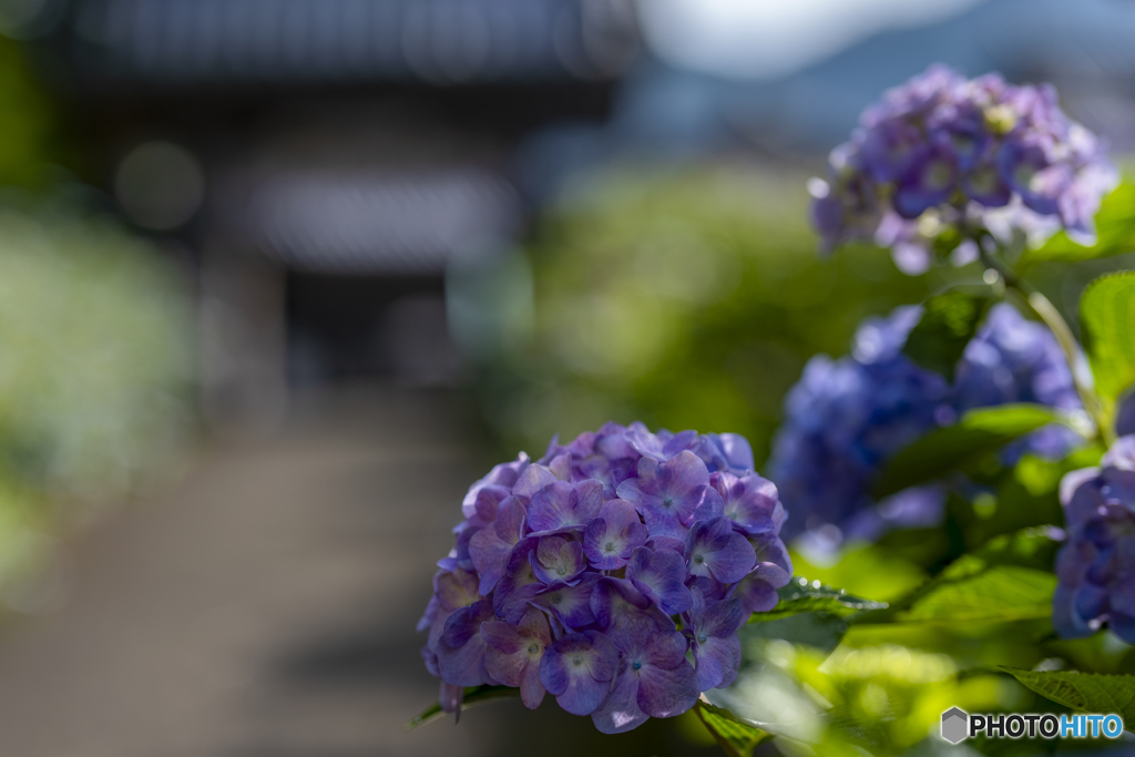 弥勒寺の紫陽花②