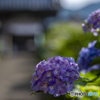 弥勒寺の紫陽花②