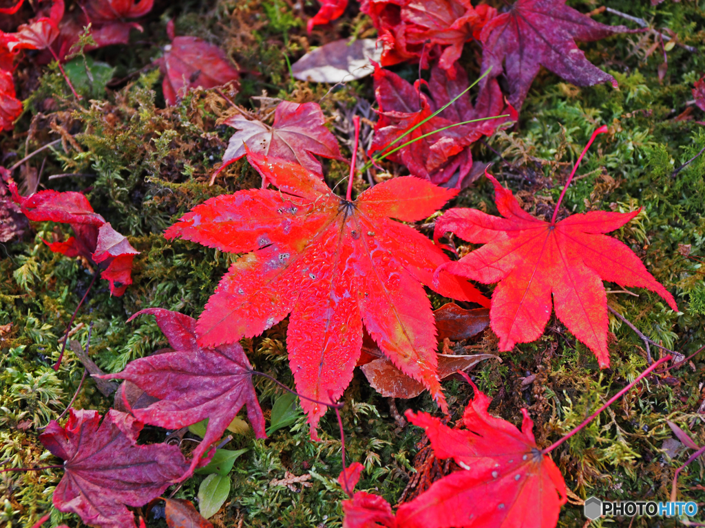 落ち葉でも紅葉