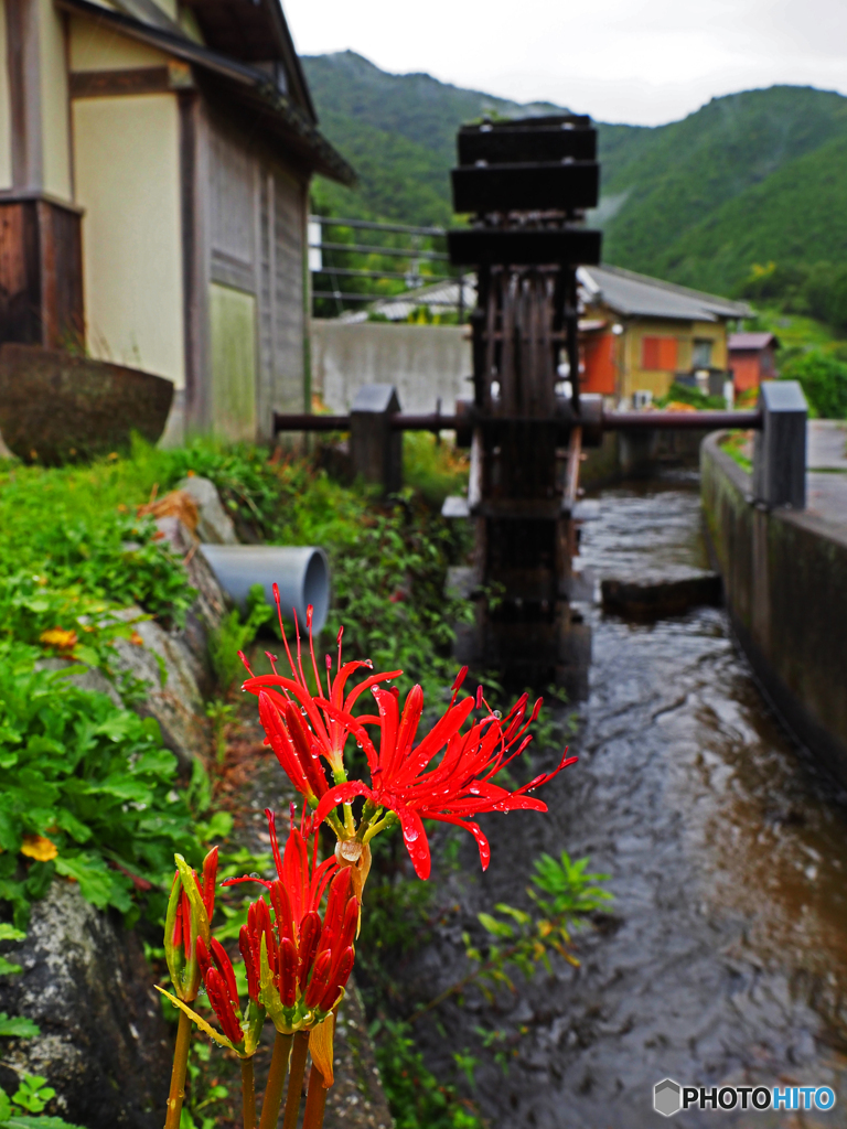 彼岸花①
