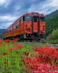 彼岸花と列車③