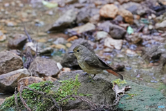 キビタキ♀